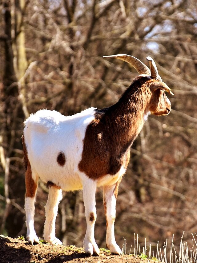 The Curious Case of the Fainting Goats