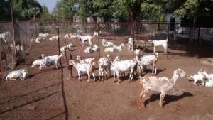 goats