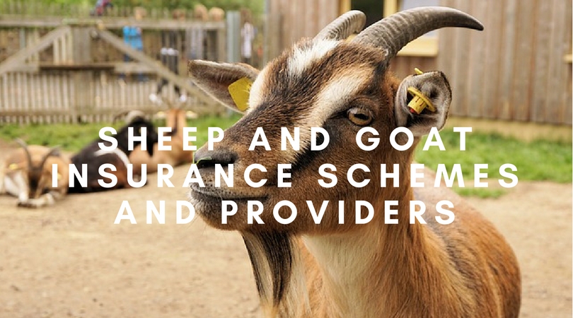 Sheep and Goat Insurance Schemes