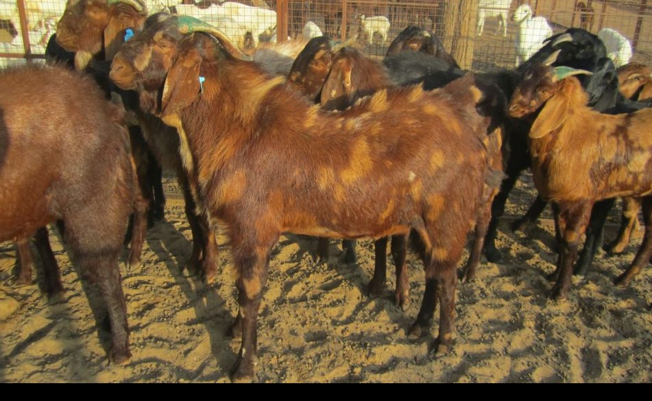 Sirohi Goat Breed