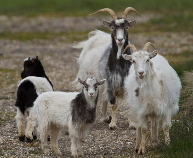 indian goat breeds with name