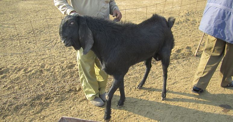 Beetal Goat Image