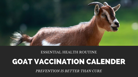 goat vaccination calendar