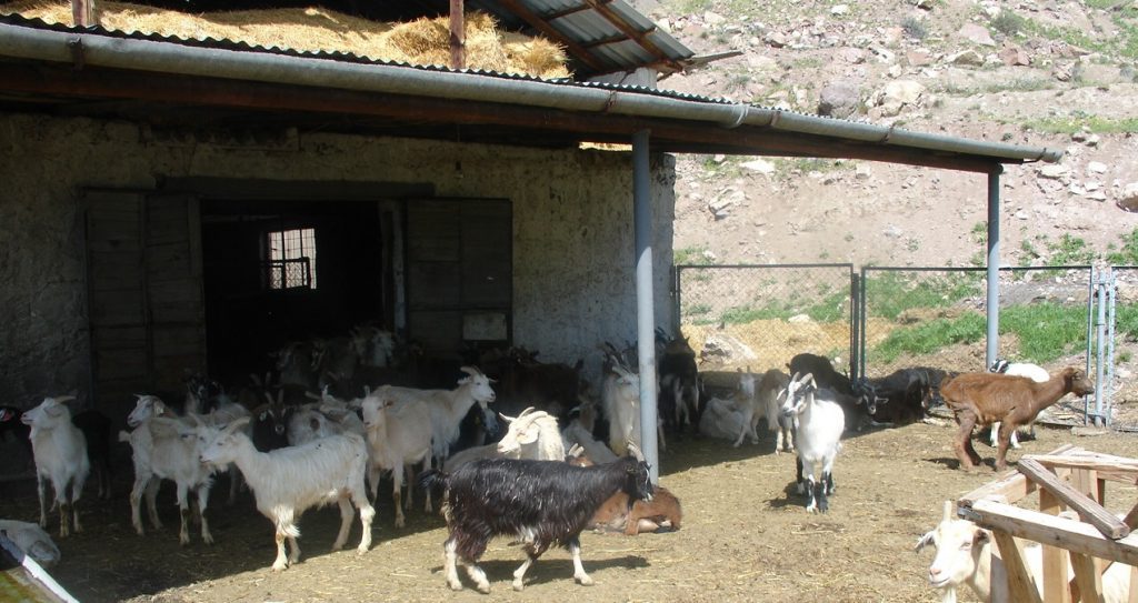 House and Goat farm