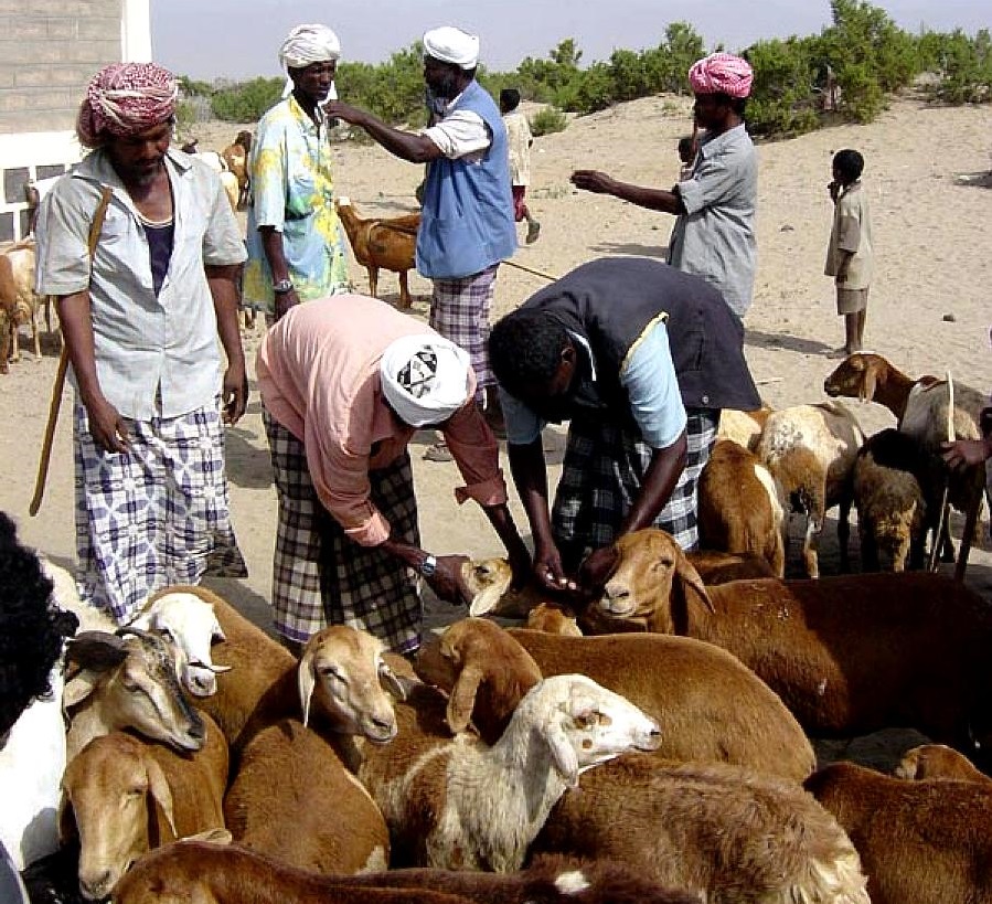 Goat Farming Training by MITCON