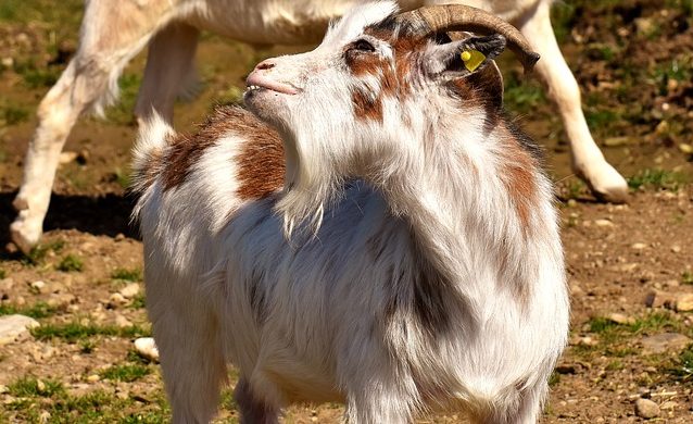 goat-farming-training-pune