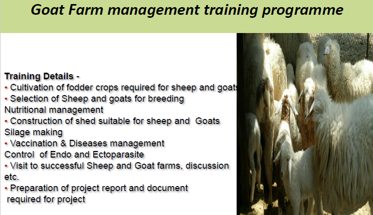 kvk baramati goat farming training