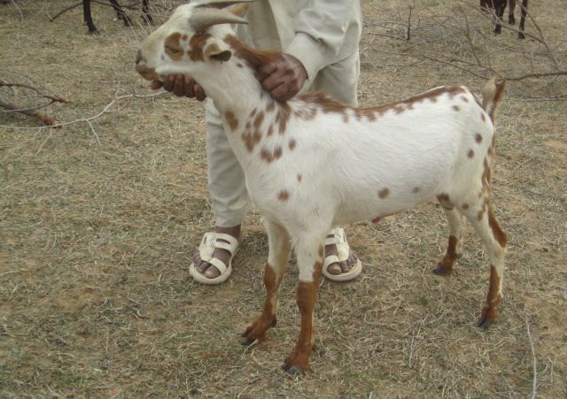 barbari goat breed