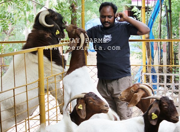 Vijay farm goat training