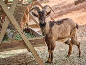Alpine Goats