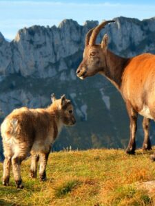 Two Goats
