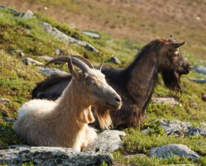 Dual Purpose Goats