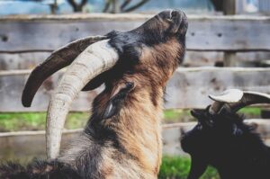 Goat Looking Sky