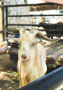 Milking Goats