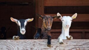Goat Seeing