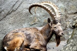 Goat Sitting