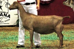 LaMancha Goat