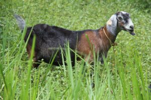 Nubian Goats