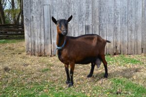 Oberhasli Goat