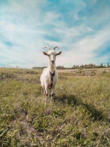 Saanen Goats
