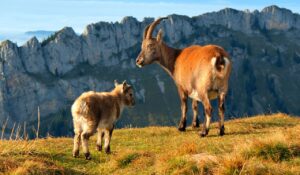 Two Goats