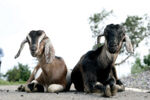 Village Goats